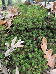 Polytrichum