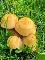 Cystoderma aureum