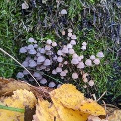Coprinellus disseminatus