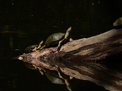 Rhinoclemmys punctularia