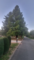 Cupressus sempervirens