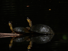 Rhinoclemmys punctularia