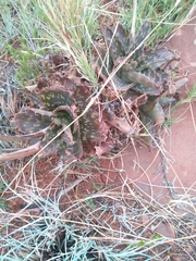 Aloe greatheadii