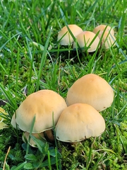 Cystoderma aureum