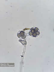 Saprolegniales