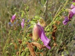 Digitalis thapsi