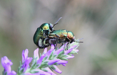 Cryptocephalus sericeus