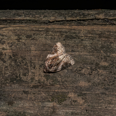 Pseudeustrotia carneola