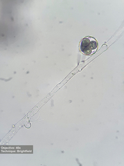 Saprolegniales