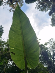 Philodendron brenesii