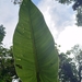Philodendron brenesii - Photo (c) Nate Hartley, some rights reserved (CC BY-NC), uploaded by Nate Hartley