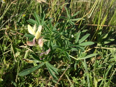 Lupinus gredensis