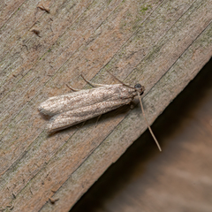 Phycitodes reliquellum