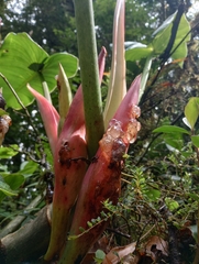 Philodendron brenesii