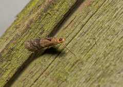 Eulogia ochrifrontella