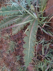 Berkheya radula