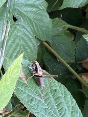 Pholidoptera griseoaptera