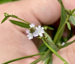 Verbena montevidensis