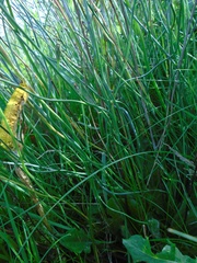 Spartium junceum
