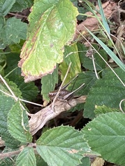 Pholidoptera griseoaptera