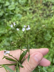 Verbena montevidensis