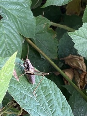 Pholidoptera griseoaptera