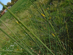 Spartium junceum