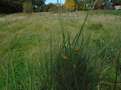 Spartium junceum