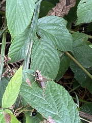 Pholidoptera griseoaptera