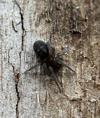 Araneomorphae