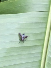 Calyptratae