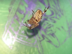 Araneus diadematus