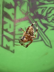 Araneus diadematus