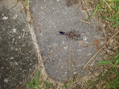 Tachypompilus ferrugineus