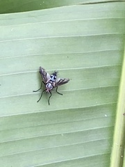 Calyptratae