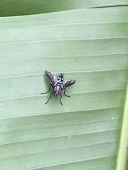 Calyptratae