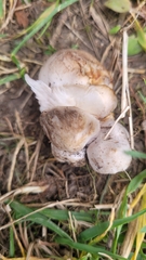 Coprinopsis romagnesiana