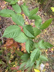 Rubus allegheniensis