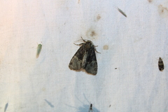 Phosphila turbulenta