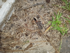Tachypompilus ferrugineus