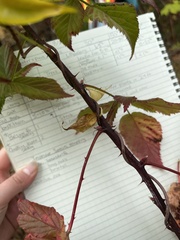 Rubus allegheniensis