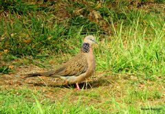 Streptopelia chinensis