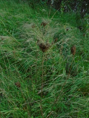 Daucus carota