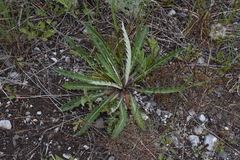 Cirsium hookerianum