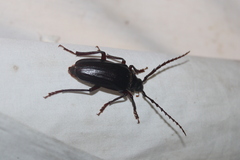 Prionus pocularis