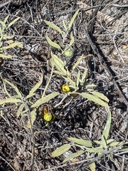 Solanum elaeagnifolium