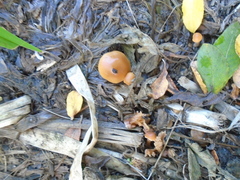 Agaricales