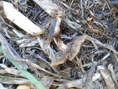 Agaricales