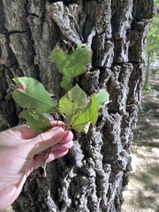 Carya texana