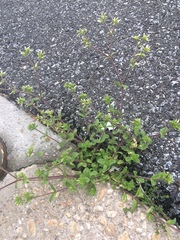 Cerastium glomeratum